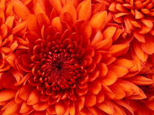 Chrysanthemum / Calendula has many healing properties