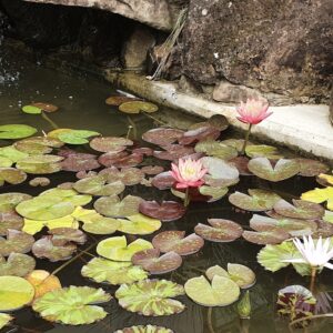 Lilypads and Flowers in a pond lined with stone taken by Claire Cleaver