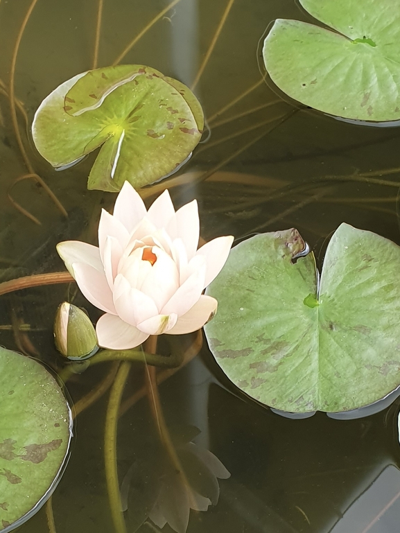 A white water lily flower floating with leaves in a pond at The Healing Practice 