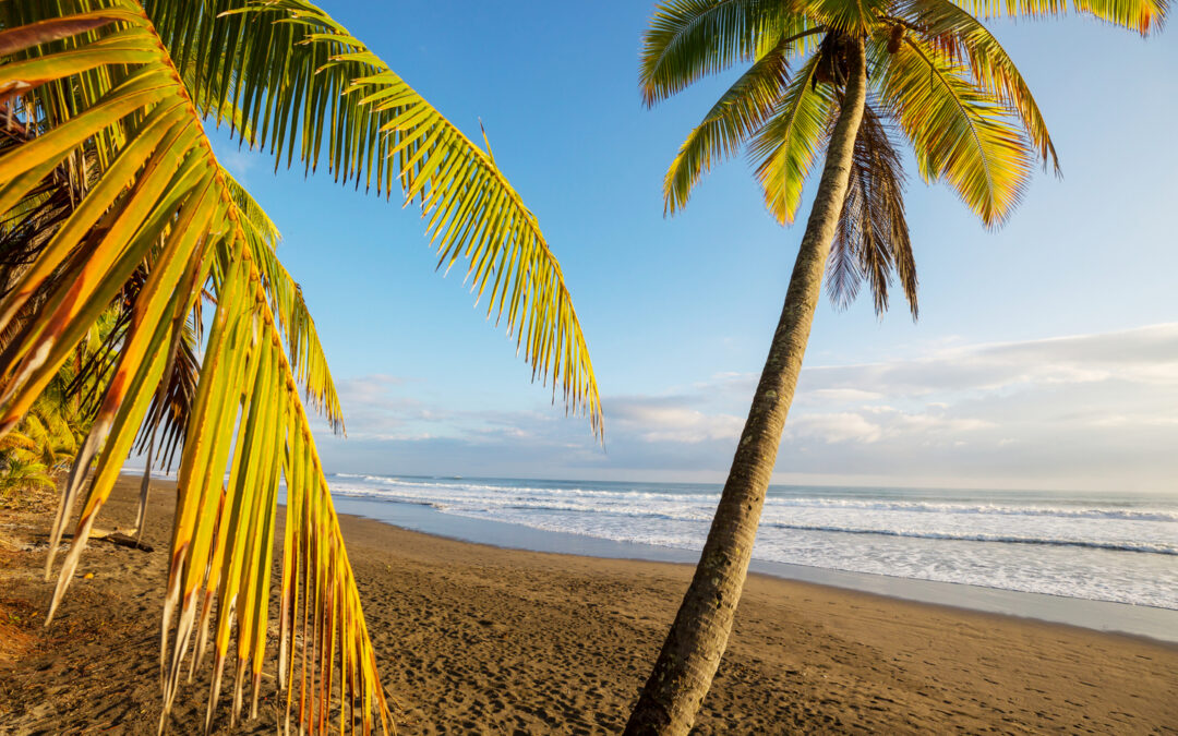 Beautiful tropical Pacific Ocean coast and beach in Costa Rica with Palm tree in foreground