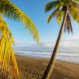 Beautiful tropical Pacific Ocean coast and beach in Costa Rica with Palm tree in foreground