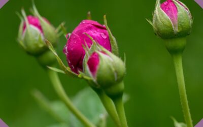 Honouring the First Bloom: A Gentle Beginning to Womanhood