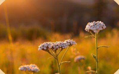 The Shifting Bloom: Embracing Change, Power, and Renewal